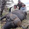 Image 2 : 6-DAY CAPE BUFFALO HUNT FOR 1 HUNTER - $13,100 / EXHIBITOR