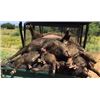 Image 3 : 2-DAY TEXAS UNLIMITED HOG FOR 1 HUNTER