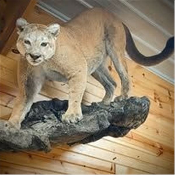 TAXIDERMY CREDIT - $2,500 / EXHIBITOR