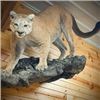 Image 1 : TAXIDERMY CREDIT - $2,500 / EXHIBITOR