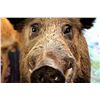 Image 2 : UPPER MICHIGAN HOG HUNT FOR 1 HUNTER - $1,200/ EXHIBITOR
