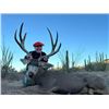 Image 4 : SONORA MULE DEER HUNT FOR 2 - $35,000