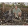 Image 1 : 5-DAY BUFFALO HUNT FOR 1 HUNTER IN AUSTRALIA - $18,500