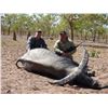 Image 3 : 5-DAY BUFFALO HUNT FOR 1 HUNTER IN AUSTRALIA - $18,500