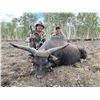 Image 4 : 5-DAY BUFFALO HUNT FOR 1 HUNTER IN AUSTRALIA - $18,500