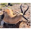 Image 2 : JANNIE OTTO 12 ANIMAL HUNT FOR 4 HUNTERS - $25,100 / EXHIBITOR