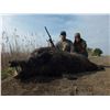 Image 5 : WILD BOAR IN SERBIA FOR 2 - $6,600 / EXHIBITOR