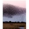 Image 2 : DOVE HUNTING IN ARGENTINA FOR 4 HUNTERS- $9,900
