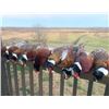 Image 3 : MISSOURI PHEASANT HUNT FOR 2 - $5,500 / EXHIBITOR