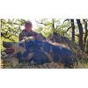 Image 5 : 5-DAY BLACKTAIL DEER, BLACK BEAR, AND WILD PIG HUNT FOR 1 HUNTER - $11,500