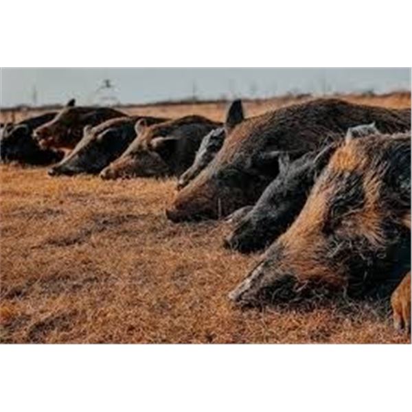 2-DAY TEXAS UNLIMITED HOG FOR 1 HUNTER