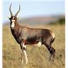 Image 2 : 7 DAY SOUTH AFRICAN HUNTING SAFARI FOR 2 HUNTERS AND 2 OBSERVERS - $14,500