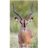Image 3 : 7 DAY SOUTH AFRICAN HUNTING SAFARI FOR 2 HUNTERS AND 2 OBSERVERS - $14,500