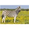 Image 4 : 7 DAY SOUTH AFRICAN HUNTING SAFARI FOR 2 HUNTERS AND 2 OBSERVERS - $14,500