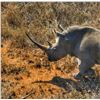 Image 3 : RHINO VITA DART HUNT FOR 1 HUNTERS - $13,100 / EXHIBITOR
