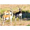 Image 3 : FREE RANGE WILD BOAR AND FISHING IN ARGENTINA FOR 2 HUNTERS - $10,900