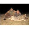 Image 2 : MACEDONIA WOLF HUNT FOR 2 - $6,600 / EXHIBITOR