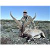 Image 3 : 2 SOUTHEASTERN IBEX FOR 2 HUNTERS - $15,000