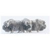 Image 2 : 6-DAY SPRING BARREN GROUND MUSK OX IN CANADA FOR ONE HUNTER - $13,840