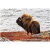 Image 3 : 6-DAY SPRING BARREN GROUND MUSK OX IN CANADA FOR ONE HUNTER - $13,840