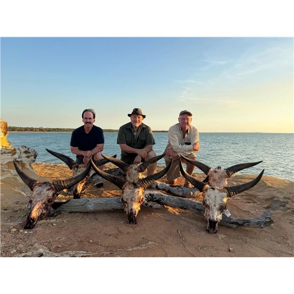 ARNHEM LAND AUSTRALIA BANTENG BULL HUNT FOR ONE HUNTER $15,900/EXHIBITOR