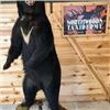 Image 2 : TAXIDERMY CREDIT - $2,500 / EXHIBITOR