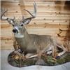 Image 3 : TAXIDERMY CREDIT - $2,500 / EXHIBITOR