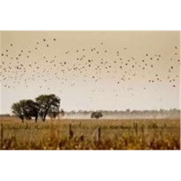 ARGENTINA DOVE SHOOTING FOR UP TO 6 HUNTERS- $16,800