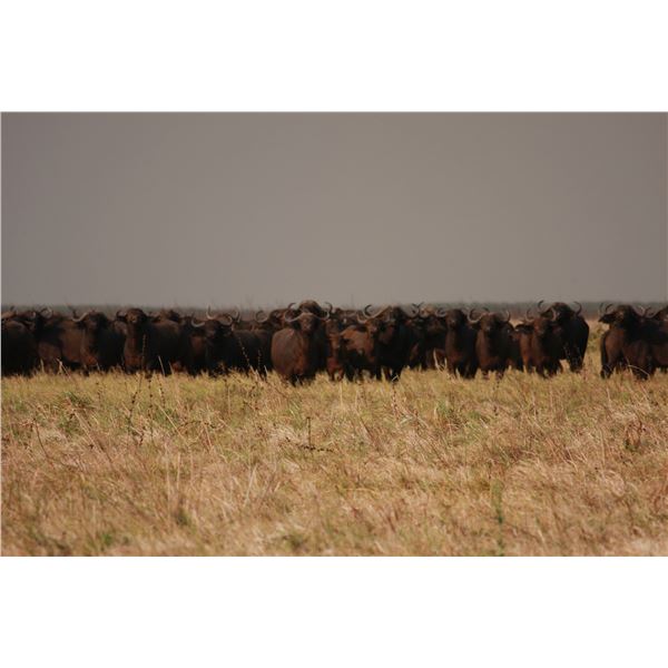 10-DAY GUIDED BUFFALO HUNT IN THE ZAMBEZI DELTA, MOZAMBIQUE FOR ONE HUNTER AND ONE OBSERVER - $19,00