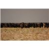 Image 1 : 10-DAY GUIDED BUFFALO HUNT IN THE ZAMBEZI DELTA, MOZAMBIQUE FOR ONE HUNTER AND ONE OBSERVER - $19,00