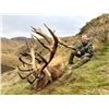 Image 5 : NEW ZEALAND MONSTER 500" RED STAG FOR 1 HUNTER - $32,500 / EXHIBITOR
