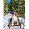 Image 2 : MEIER K9 ENGLISH SPRINGER SPANIEL "FINN" $8,500 / EXHIBITOR