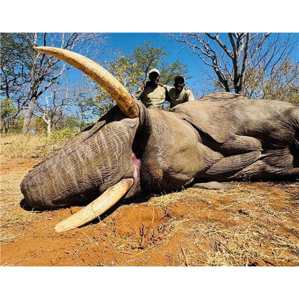 7-DAY 1x1 EXPORTABLE TROPHY BULL ELEPHANT - $24,000 / EXHIBITOR