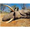 Image 1 : 7-DAY 1x1 EXPORTABLE TROPHY BULL ELEPHANT - $24,000 / EXHIBITOR