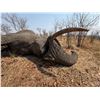 Image 5 : 7-DAY 1x1 EXPORTABLE TROPHY BULL ELEPHANT - $24,000 / EXHIBITOR