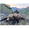 Image 1 : 10-DAY ALASKAN SPRING GRIZZLY BEAR FOR 1 HUNTER - $18,000 / EXHIBITOR
