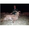 Image 3 : 2-DAY TEXAS AOUDAD AND HOG WITH MELISSA BACHMAN FOR 1 HUNTER - PRICELESS
