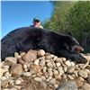 Image 1 : 6-DAY ALBERTA SPRING BLACK BEAR HUNT FOR 1 HUNTER - $5,000
