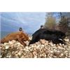Image 5 : 6-DAY ALBERTA SPRING BLACK BEAR HUNT FOR 1 HUNTER - $5,000