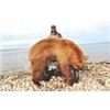 Image 6 : 6-DAY ALBERTA SPRING BLACK BEAR HUNT FOR 1 HUNTER - $5,000