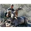Image 1 : 10 DAY DESERT BIGHORN HUNT FOR 1 HUNTER - $85,000