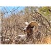 Image 3 : 10 DAY DESERT BIGHORN HUNT FOR 1 HUNTER - $85,000