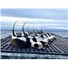 Image 2 : WISCONSIN DUCK HUNT FOR 4 - $2,400 / EXHIBITOR