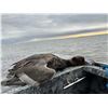 Image 4 : WISCONSIN DUCK HUNT FOR 4 - $2,400 / EXHIBITOR