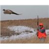 Image 3 : SOUTH DAKOTA PHEASANT HUNT - $4,500