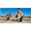 Image 2 : MEXICAN COUES DEER FOR 1 HUNTER - $6,500 / EXHIBITOR