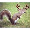Image 2 : MISSOURI SQUIRREL HUNT FOR 2 - $3,200 / EXHIBITOR