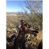 Image 2 : TROPHY MOUNTAIN LION HUNT WITH HOUNDS IN ARIZONA -$9,500