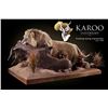 Image 1 : Karoo Taxidermy Certificate