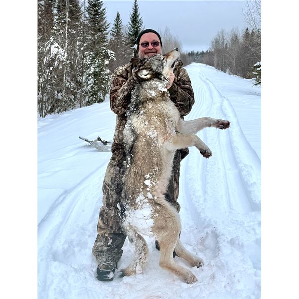 5 Day Timberwolf Hunt in Ontario, Canada for 1 Hunter (Dates 2026-2027) Donated by: Kap River Outfit